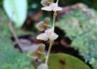 <i>Stelis pauloensis </i> Hoehne & Schltr. [Orchidaceae]