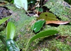 <i>Stelis pauloensis </i> Hoehne & Schltr. [Orchidaceae]
