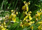 <i>Trimezia spathata</i> Baker [Iridaceae]