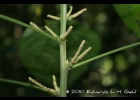 <i>Acalypha brasiliensis</i> Müll.Arg. [Euphorbiaceae]