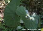 <i>Begonia hammoniae</i> Irmsch. [Begoniaceae]