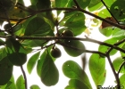 <i>Buchenavia kleinii</i> Exell [Combretaceae]