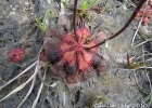 <i>Drosera brevifolia</i> Pursh. [Droseraceae]