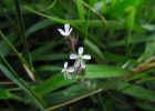 <i>Silene gallica</i> L. [Caryophyllaceae]