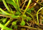 <i>Centella asiatica</i> (L.) Urb. [Apiaceae]