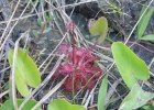 <i>Drosera brevifolia</i> Pursh. [Droseraceae]