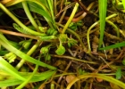 <i>Centella asiatica</i> (L.) Urb. [Apiaceae]