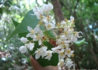<i>Begonia biguassuensis</i> Brade [Begoniaceae]