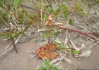 <i>Drosera brevifolia</i> Pursh. [Droseraceae]