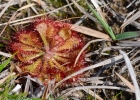 <i>Drosera brevifolia</i> Pursh. [Droseraceae]