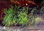 <i>Psilotum nudum</i> (L.) P.Beauv. [Psilotaceae]