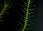 <i>Huperzia flexibilis</i> (Fée) B.Øllg. [Lycopodiaceae]
