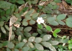 <i>Codonanthe devosiana</i> Lem. [Gesneriaceae]