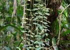 <i>Codonanthe devosiana</i> Lem. [Gesneriaceae]