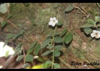 <i>Codonanthe devosiana</i> Lem. [Gesneriaceae]