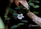 Clique para exibir a imagem e detalhes
