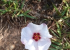 <i>Pavonia glechomoides</i> A. St.-Hill. [Malvaceae]