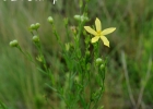 <i>Menodora integrifolia</i> (Cham. & Schltdl.) Steud. [Oleaceae]