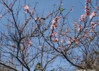 <i>Prunus persica</i> (L.) Stokes [Rosaceae]