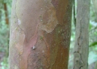 <i>Eugenia multicostata</i> D.Legrand  [Myrtaceae]