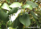 <i>Alchornea sidifolia</i> Müll.Arg. [Euphorbiaceae]