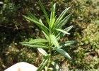 <i>Baccharis megapotamica var. weirii</i> (Baker) G.M. Barroso [Asteraceae]