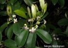 <i>Eugenia multicostata</i> D.Legrand  [Myrtaceae]