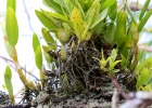 <i>Gomesa flexuosa </i> (Sims) M.W.Chase & N.H.Williams [Orchidaceae]
