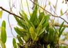 <i>Gomesa flexuosa </i> (Sims) M.W.Chase & N.H.Williams [Orchidaceae]