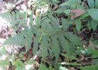 <i>Deparia petersenii (Kunze) M. Kato</i> Nilmar Azevedo de Melo [Woodsiaceae]