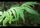 <i>Deparia petersenii (Kunze) M. Kato</i> Nilmar Azevedo de Melo [Woodsiaceae]