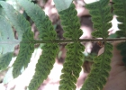 <i>Deparia petersenii (Kunze) M. Kato</i> Nilmar Azevedo de Melo [Woodsiaceae]
