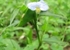 <i>Commelina erecta</i> L. [Commelinaceae]