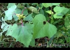 <i>Xanthium strumarium</i> L. [Asteraceae]