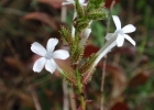 <i>Plumbago auriculata</i>  [Plumbaginaceae]