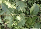 <i>Croton allemii</i> G.L.Webster [Euphorbiaceae]