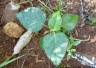 <i>Croton allemii</i> G.L.Webster [Euphorbiaceae]