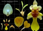 <i>Gomesa hookeri</i> (Rolfe) M.W.Chase & N.H.Willians [Orchidaceae]