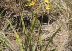 <i>Gomesa montana</i> (Barb. Rodr.) M.W. Chase & N.H.Willians [Orchidaceae]