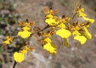 <i>Gomesa montana</i> (Barb. Rodr.) M.W. Chase & N.H.Willians [Orchidaceae]
