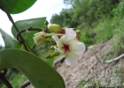 <i>Temnadenia odorifera</i> (Vell.) J. F. Morales [Apocynaceae]