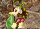 <i>Temnadenia odorifera</i> (Vell.) J. F. Morales [Apocynaceae]