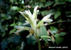 <i>Aspidogyne bruxelii</i> (Pabst) Garay [Orchidaceae]