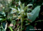 <i>Aspidogyne bruxelii</i> (Pabst) Garay [Orchidaceae]