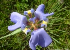 <i>Phalocallis coelestis </i> (Lehm.) Ravenna [Iridaceae]