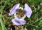 <i>Onira unguiculata</i> (Baker) Ravenna [Iridaceae]