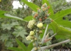 <i>Ricinus communis</i> L. [Euphorbiaceae]
