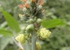 <i>Ricinus communis</i> L. [Euphorbiaceae]