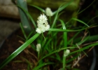 <i>Kyllinga odorata</i> Vahl [Cyperaceae]