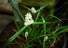 <i>Kyllinga odorata</i> Vahl [Cyperaceae]